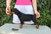 Additional photos: German Pinscher Puppies