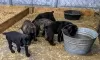 Photo №1. cane corso - for sale in the city of Дрезден | 424$ | Announcement № 130461