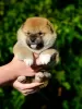 Photo №2 to announcement № 70303 for the sale of shiba inu - buy in Belarus from nursery