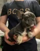 Photo №3. They so beautiful French bulldog puppies for sale. Germany