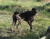 Additional photos: Cane Corso female puppy - FCI pedigree - for work and family