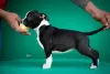 Additional photos: American Staffordshire Terrier