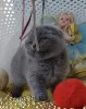 Photo №3. Gorgeous Scottish fold boy. Czech Republic