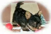 Photo №3. Yorkshire Terrier puppies for sale. Russian Federation