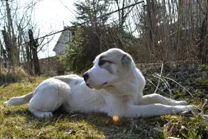 Photo №3. Sale of puppies of the Central Asian Shepherd Dog (Alabai).. Russian Federation