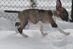 Additional photos: Miniature Bull Terrier puppies