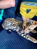 Photo №1. bengal cat - for sale in the city of Роттердам | 1538$ | Announcement № 12116