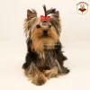 Photo №3. Purebred Yorkshire Terrier puppy. International documents of the KSU.. Ukraine