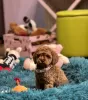 Additional photos: Toy Poodle Puppies