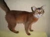 Photo №2 to announcement № 7688 for the sale of somali cat - buy in Ukraine breeder