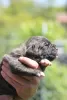 Photo №3. Cane Corso puppies. Serbia