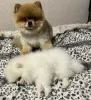 Additional photos: Pomeranian Mini Puppy