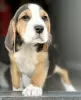 Photo №3. Beagle puppies. United Arab Emirates