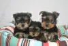 Photo №1. yorkshire terrier - for sale in the city of Albinen | 235$ | Announcement № 129286