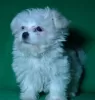 Additional photos: Puppy of the Maltese. Show class.