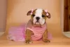 Photo №1. english bulldog - for sale in the city of Zaporizhia | 1000$ | Announcement № 8887