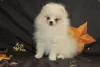 Photo №2 to announcement № 72160 for the sale of pomeranian - buy in Belarus breeder