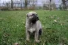 Additional photos: Turkish Kangal puppies