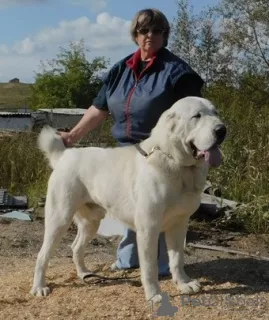 Additional photos: Central Asian Shepherd Puppy