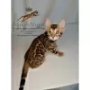 Photo №2 to announcement № 9440 for the sale of bengal cat - buy in Russian Federation from nursery, breeder