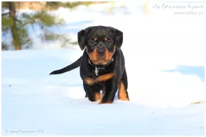 Photo №3. Rottweiler puppy. Russian Federation