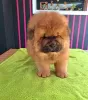 Additional photos: Chow chow puppies