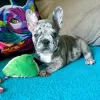 Photo №2 to announcement № 82125 for the sale of french bulldog - buy in Italy 