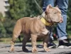 Photo №2 to announcement № 10861 for the sale of american bully - buy in Russian Federation breeder