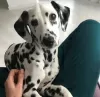 Additional photos: Dalmatian puppy with pedigree and parents champions https // obyava.ua / ru /