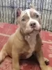 Photo №2 to announcement № 100612 for the sale of american bully - buy in Russian Federation from nursery