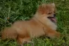 Photo №1. pomeranian - for sale in the city of St. Petersburg | 325$ | Announcement № 62844