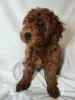 Photo №2 to announcement № 43416 for the sale of poodle (dwarf) - buy in Moldova breeder