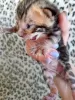 Photo №3. bengal kittens. Russian Federation