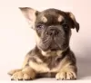 Photo №3. Lovely French bulldog puppies. Russian Federation