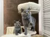 Photo №4. I will sell british shorthair in the city of Bydgoszcz. breeder - price - negotiated