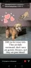 Additional photos: Selling beautiful puppies