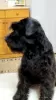 Photo №2 to announcement № 83950 for the sale of standard schnauzer - buy in Serbia 