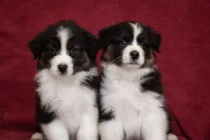 Additional photos: Australian Shepherd. Puppies