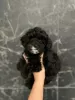 Photo №1. maltipu, poodle (toy) - for sale in the city of Austin | 800$ | Announcement № 123538