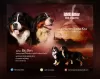 Photo №1. bernese mountain dog - for sale in the city of Валево | negotiated | Announcement № 105902