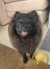 Additional photos: Pomeranian Miniature Spitz