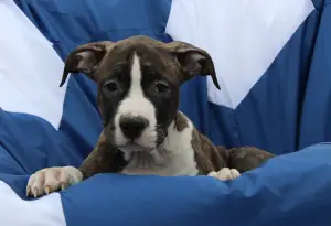 Additional photos: Puppies of the American Staffordshire Terrier