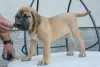 Additional photos: Dogo Canario - Presa Canario puppies