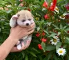 Additional photos: Akita inu puppies