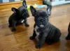 Photo №1. french bulldog - for sale in the city of Bremen | 376$ | Announcement № 130439