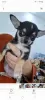 Photo №1. chihuahua - for sale in the city of Hurghada | 400$ | Announcement № 129066