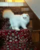 Photo №1. himalayan cat - for sale in the city of Overijse | Is free | Announcement № 128928