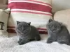 Photo №1. british shorthair - for sale in the city of Colona | negotiated | Announcement № 44310