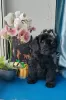 Photo №1. schnauzer - for sale in the city of Москва | 586$ | Announcement № 92141