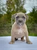 Additional photos: American bully